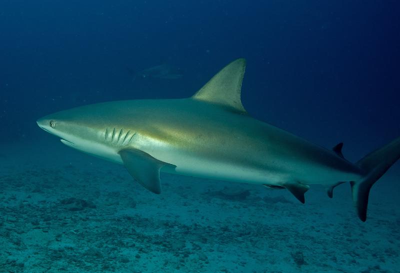 St Martin shark hotel 20 aout 2010_37.jpg